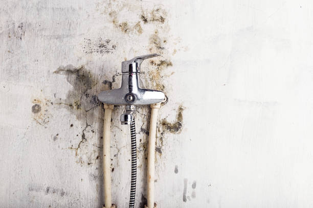  Stanwood, WA Mold Removal Pros