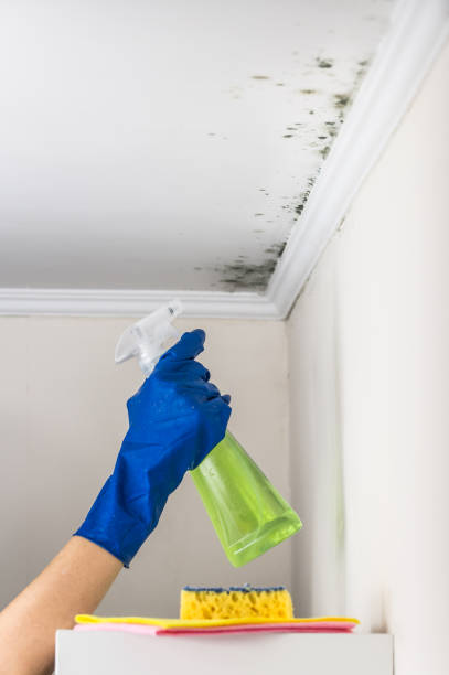 Best Best Mold Removal Companies  in Stanwood, WA