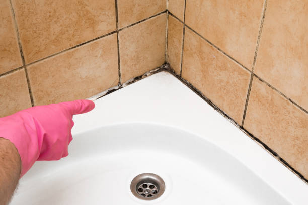 Best Office Mold Removal Services  in Stanwood, WA